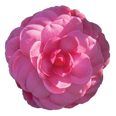 Camellia japonica ‘Early Wonder’ -- Camellia